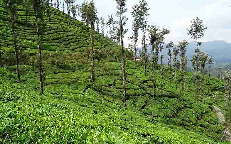 Chikmagalur Tea Plantation