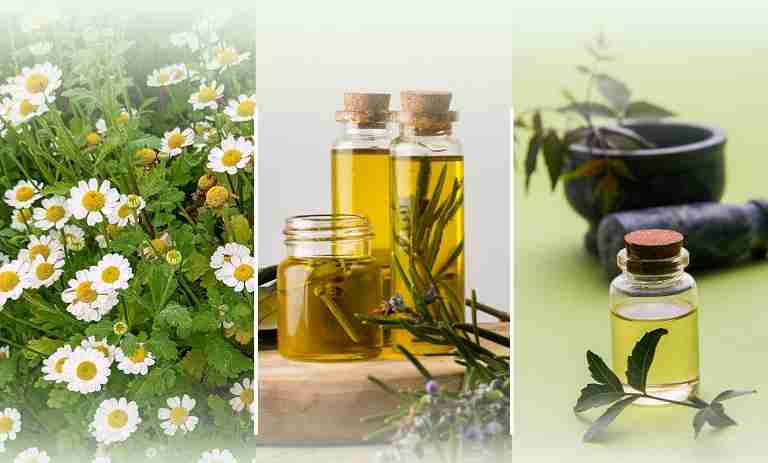 10 Proven Benefits of Bhringraj Oil for Hair & Scalp Health