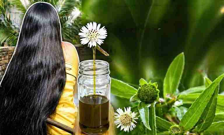 Health Benefits of Bhringraj Oil