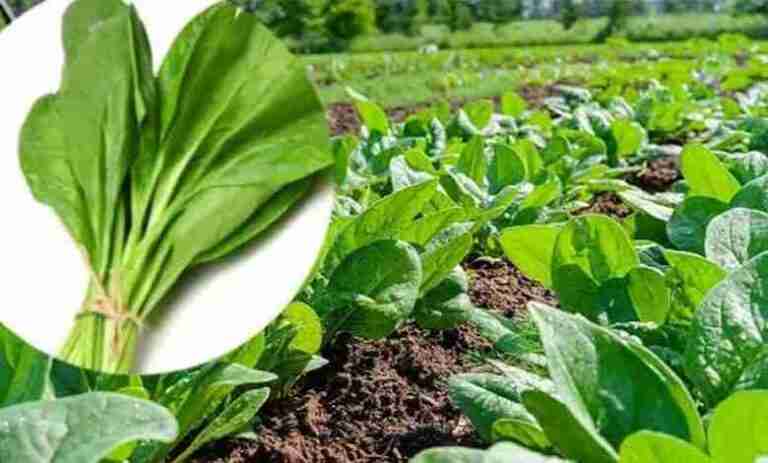 Health benefits of spinach