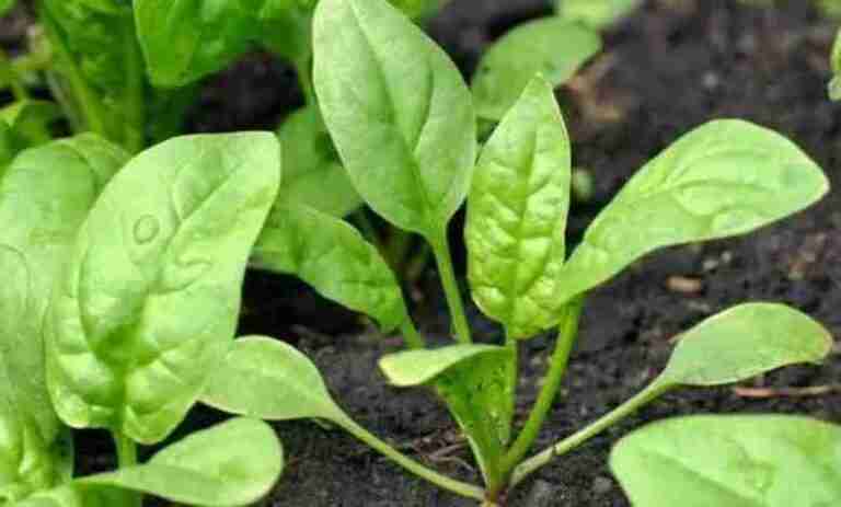 Health benefits of spinach