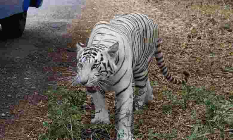 Bannerghatta National Park