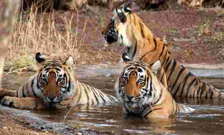 Bondla Wildlife Sanctuary