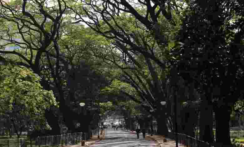 Cubbon Park