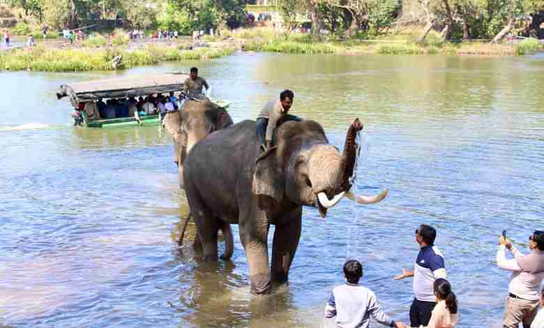 Dubare Elephant Camp