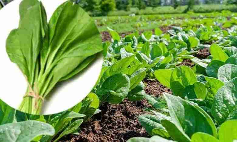 Health benefits of spinach