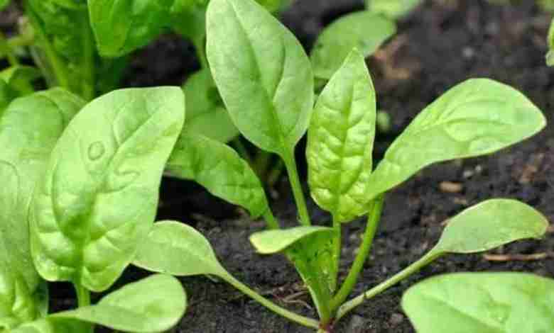 Health benefits of spinach