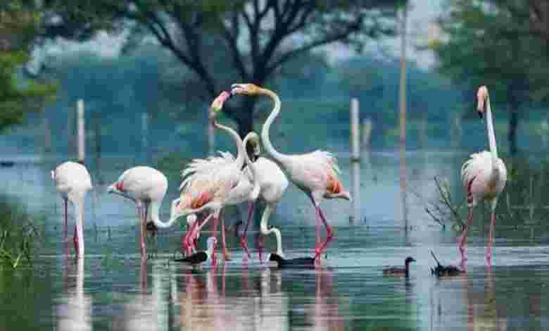 Keoladeo National Park- Rajasthan