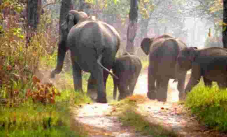 Manas Wildlife Sanctuary- Assam