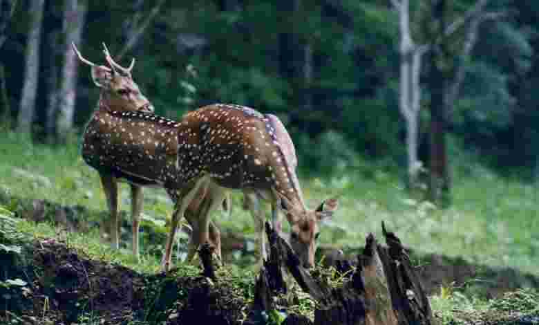 Molem Wildlife Sanctuary