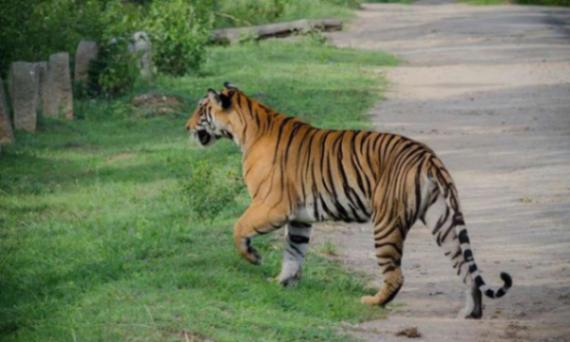 Nagarhole National Park