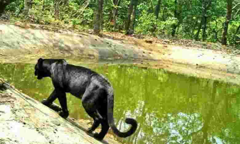 Netravali Wildlife Sanctuary, South Goa