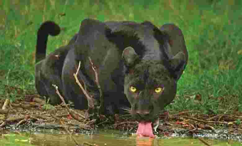 Netravali Wildlife Sanctuary