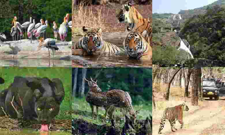Top 7 Wildlife Sanctuaries in Goa