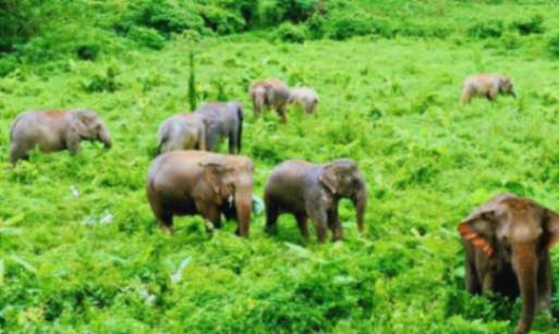 Pushpagiri Wildlife Sanctuary