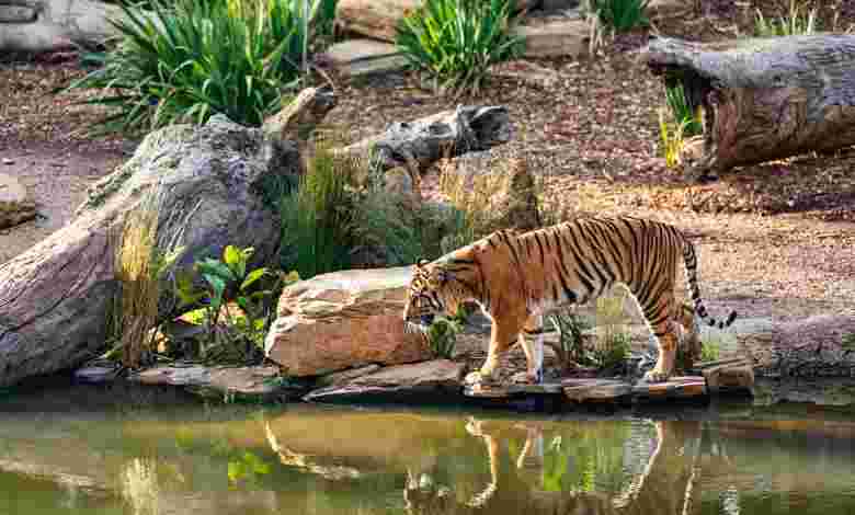 Sunderbans National Park- West Bengal